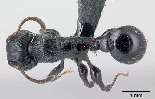 Terataner steinheili specimen