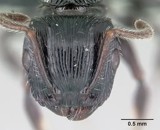 Terataner steinheili specimen