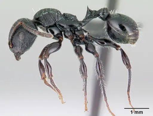 Terataner steinheili specimen