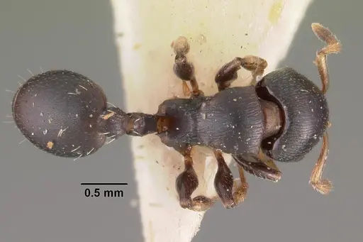 Terataner velatus specimen