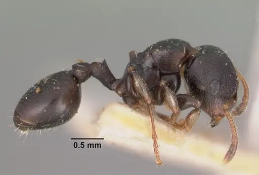 Terataner velatus specimen