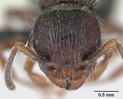 Terataner xaltus specimen