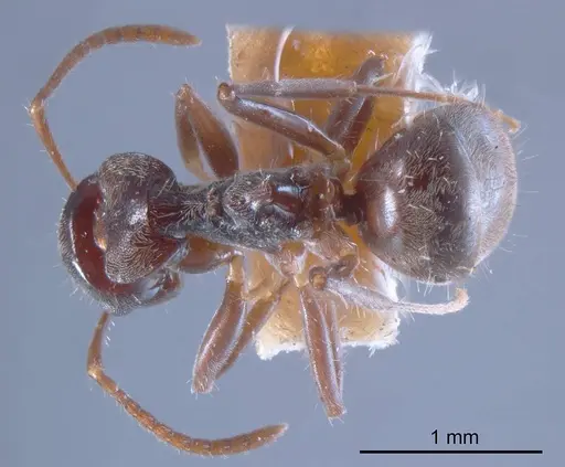 Teratomyrmex greavesi specimen