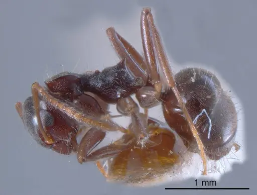 Teratomyrmex greavesi specimen