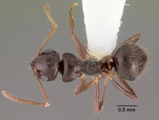 Teratomyrmex greavesi - CASENT0102382