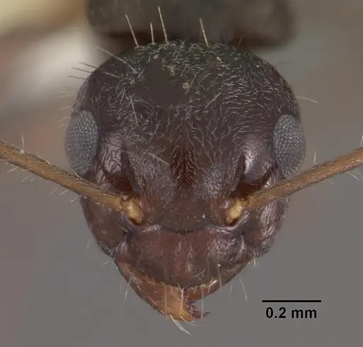 Teratomyrmex greavesi - CASENT0102382