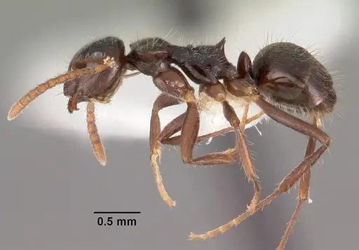 Teratomyrmex greavesi - CASENT0102382
