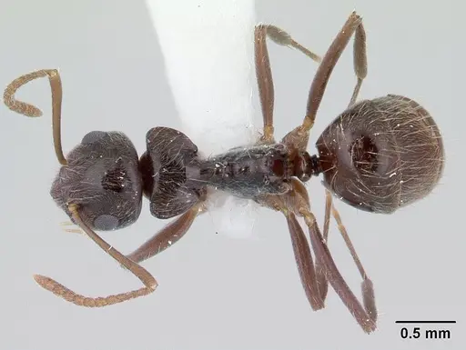 Teratomyrmex greavesi - CASENT0178515