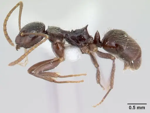 Teratomyrmex greavesi - CASENT0178515