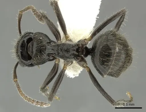 Teratomyrmex greavesi - QMT162820