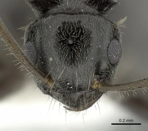 Teratomyrmex greavesi - QMT162820