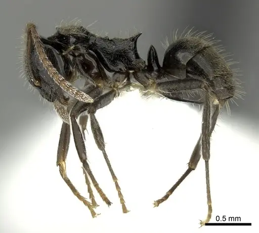 Teratomyrmex greavesi - QMT162820