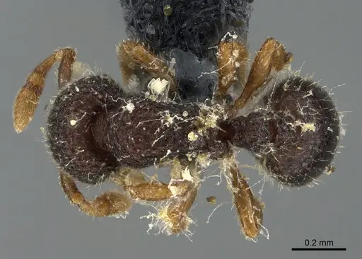 Tetheamyrma bidentata specimen
