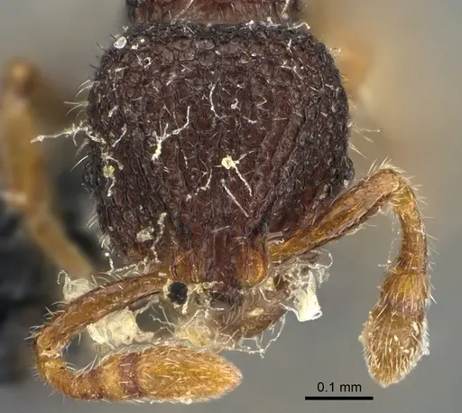 Tetheamyrma bidentata specimen