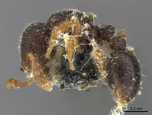 Tetheamyrma bidentata specimen