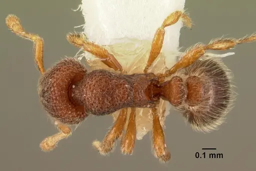 Tetheamyrma subspongia specimen