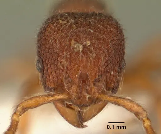Tetheamyrma subspongia specimen