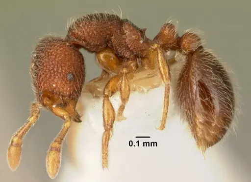 Tetheamyrma subspongia specimen