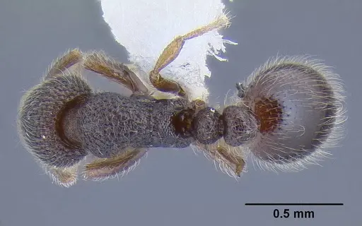 Tetheamyrma subspongia - CASENT0106305