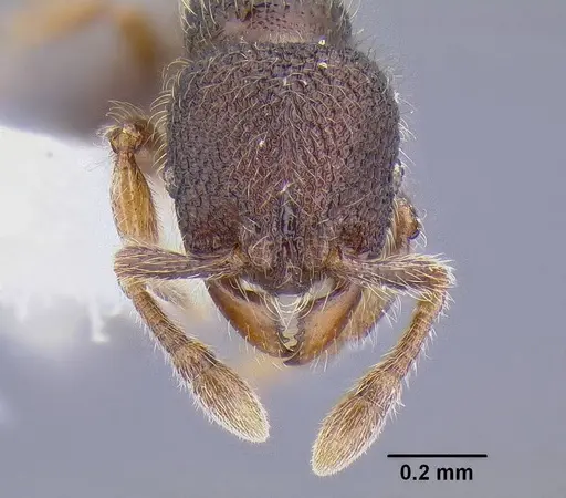 Tetheamyrma subspongia - CASENT0106305