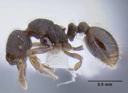 Tetheamyrma subspongia - CASENT0106305