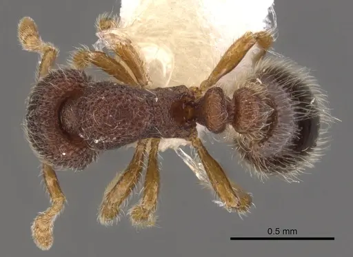 Tetheamyrma subspongia - CASENT0900983