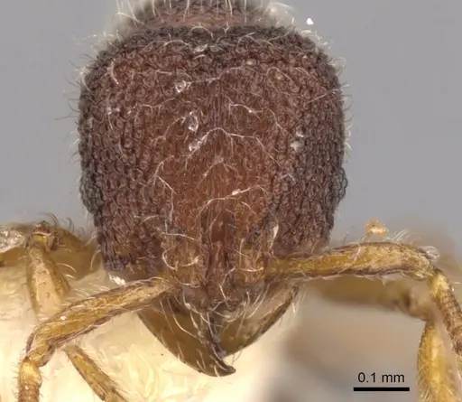 Tetheamyrma subspongia - CASENT0900983