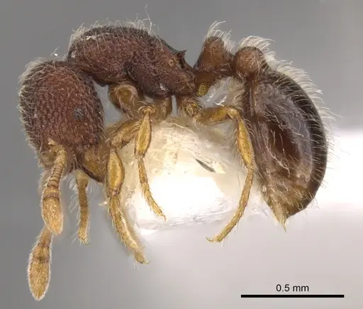 Tetheamyrma subspongia - CASENT0900983