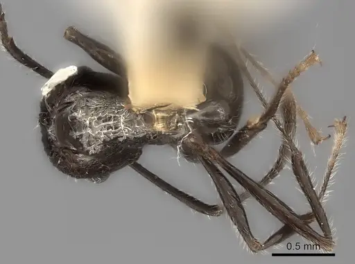 Tetramorium aculeatum specimen