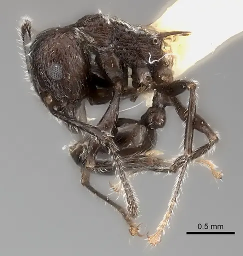 Tetramorium aculeatum specimen