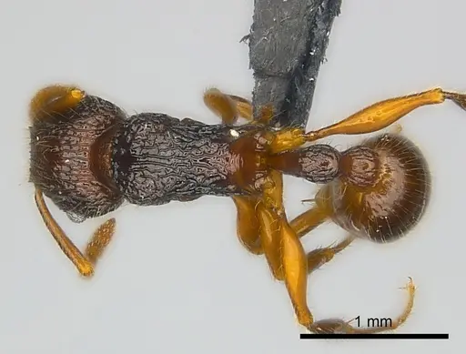 Tetramorium adamsi specimen