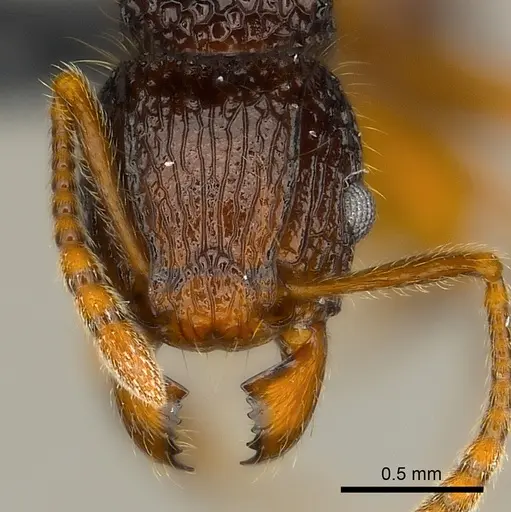 Tetramorium adamsi specimen