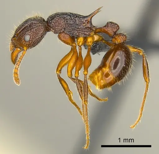 Tetramorium adamsi specimen