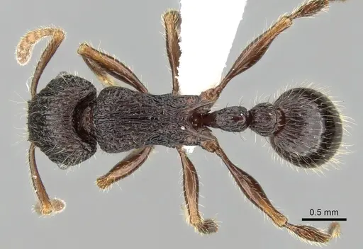 Tetramorium adamsi - CASENT0247296