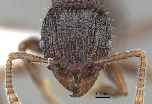 Tetramorium adamsi - CASENT0247296