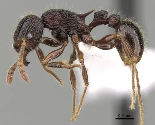 Tetramorium adamsi - CASENT0247296