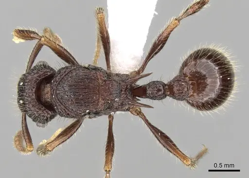 Tetramorium adamsi - CASENT0247302