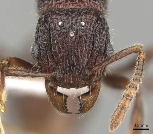 Tetramorium adamsi - CASENT0247302
