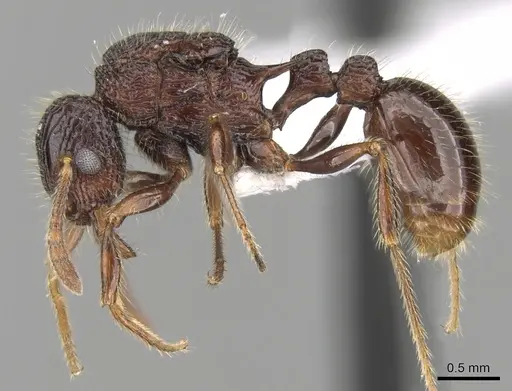 Tetramorium adamsi - CASENT0247302