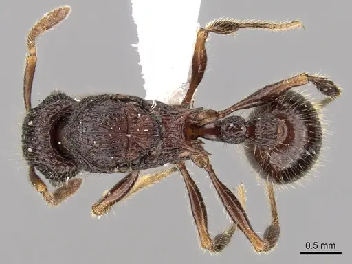 Tetramorium adamsi - CASENT0247340