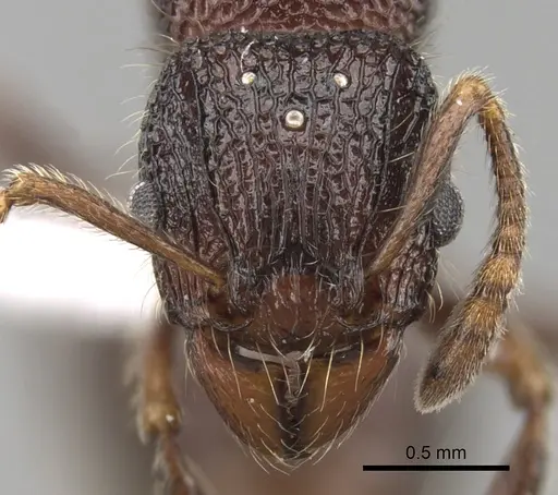 Tetramorium adamsi - CASENT0247340