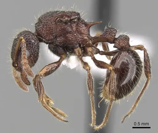 Tetramorium adamsi - CASENT0247340