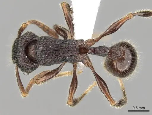 Tetramorium adamsi - CASENT0247345