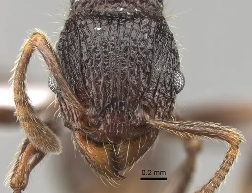 Tetramorium adamsi - CASENT0247345