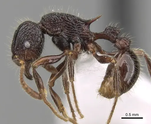 Tetramorium adamsi - CASENT0247345