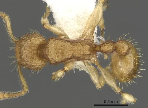 Tetramorium adelphon specimen