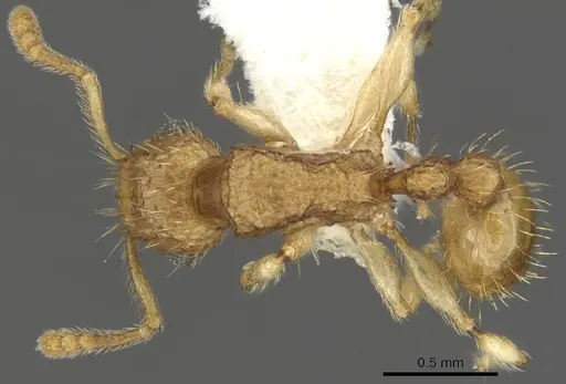 Tetramorium adelphon specimen