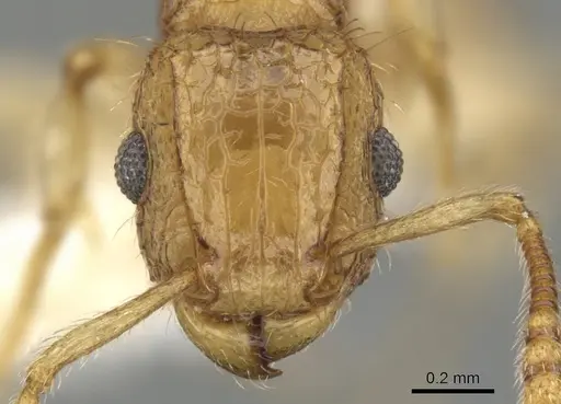 Tetramorium adelphon specimen