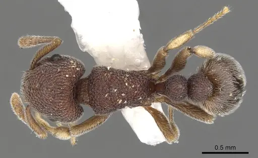 Tetramorium adpressum specimen