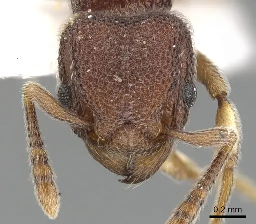Tetramorium adpressum specimen